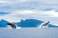 <p>Two humpback whales leap out of the water in perfect mirrored synchronization around the French Polynesia in the South Pacific. (Photo: Sylvain Girardot/Caters News) </p>