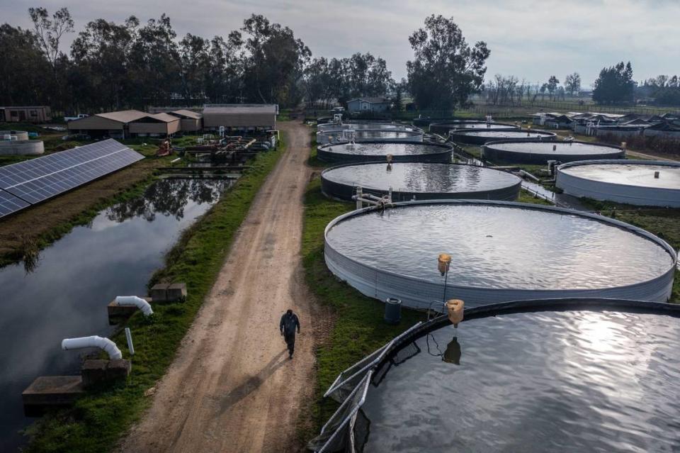 Alejandro Torres inspects tanks containing sturgeon at Tsar Nicoulai Caviar’s sturgeon ranch in Wilton last January. Sturgeon and caviar made up more than 80% of Sacramento County’s $20.2 million aquaculture industry in 2017.