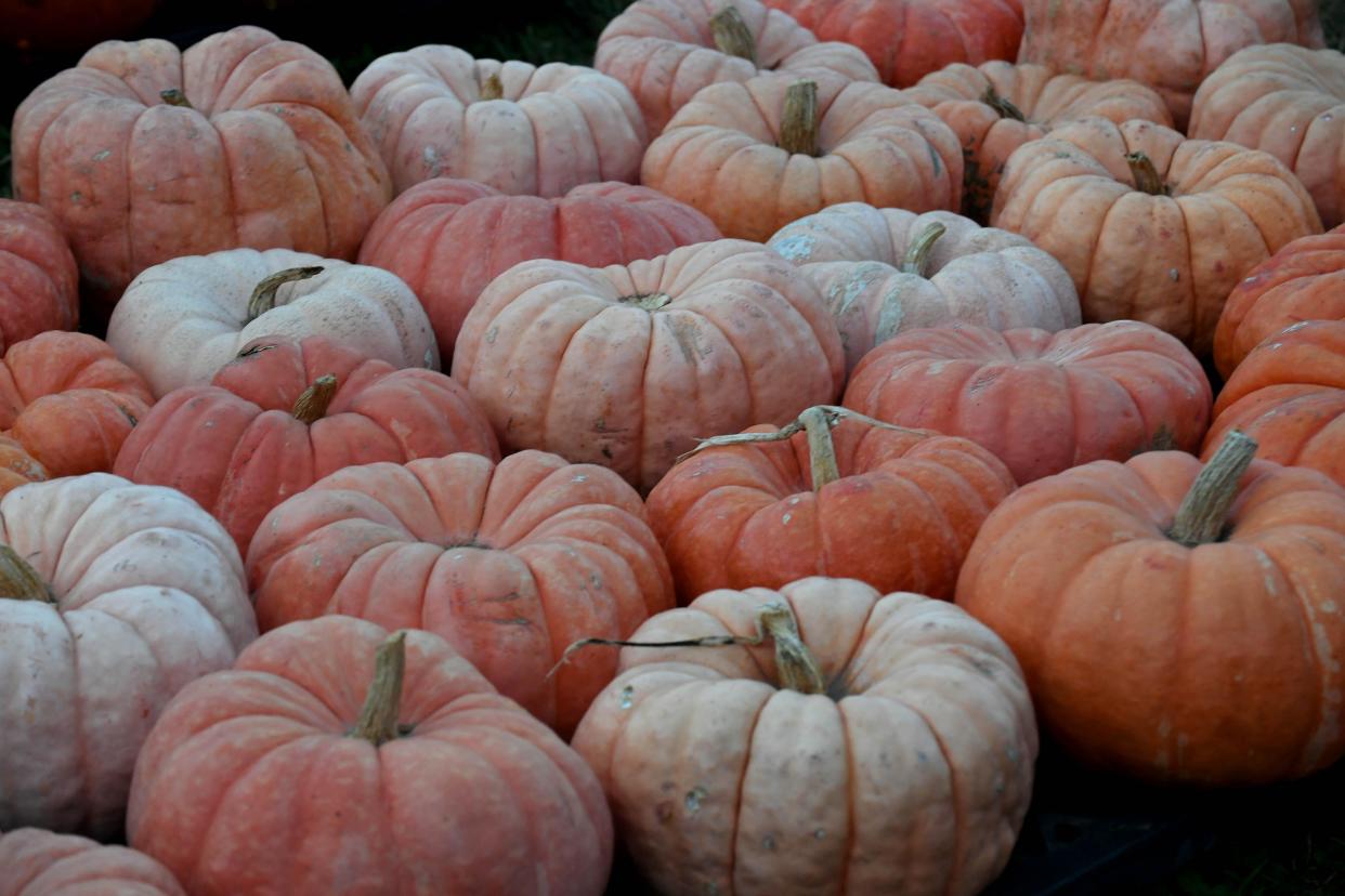 The United States produces over a billion pounds of pumpkins each year.