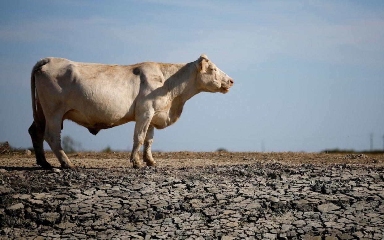 A cow stands in a field at the Marais Breton in Villeneuve-en-Retz, France - STEPHANE MAHE /REUTERS