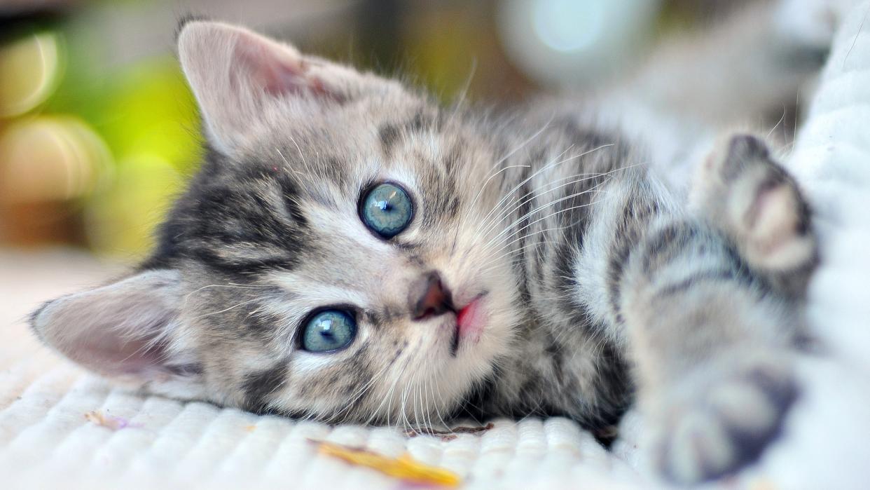  Close-up of kitten with blue eyes. 