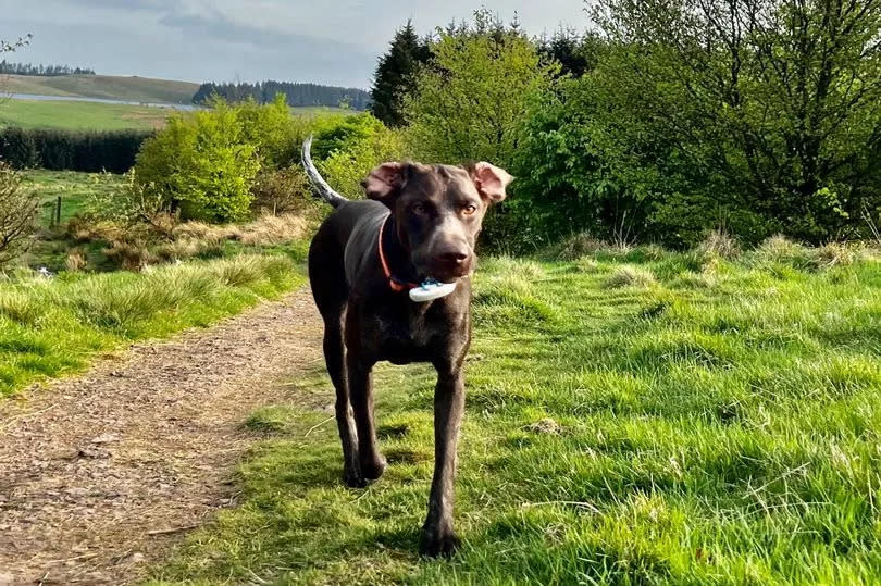 She was walking her dog Roxy on Tuesday afternoon when the attack took place.