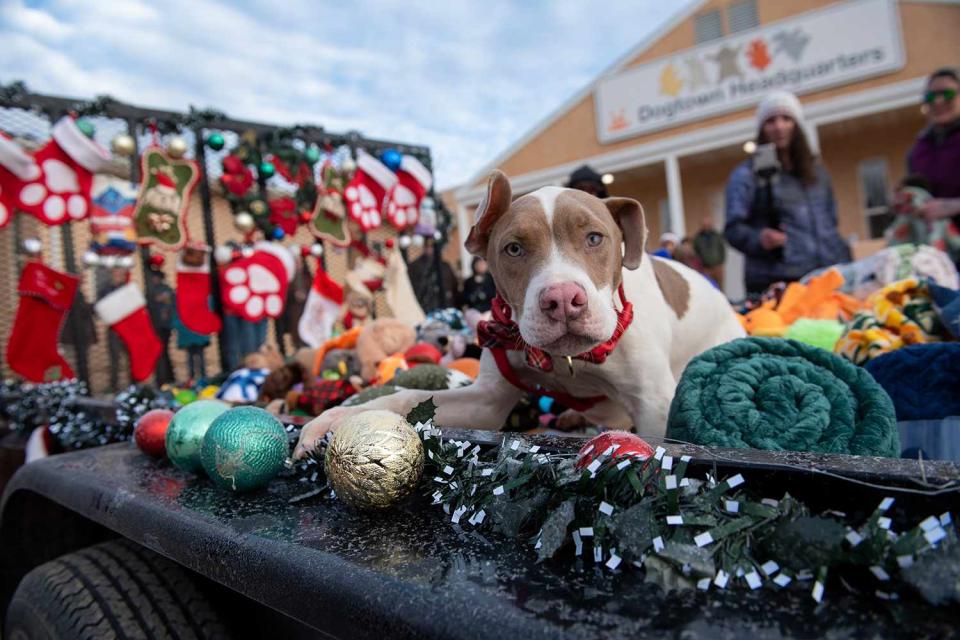 <p>Best Friends Animal Society</p> Watch Shelter Dogs Open Christmas Presents from Santa’s Sleigh in Adorable Photos 