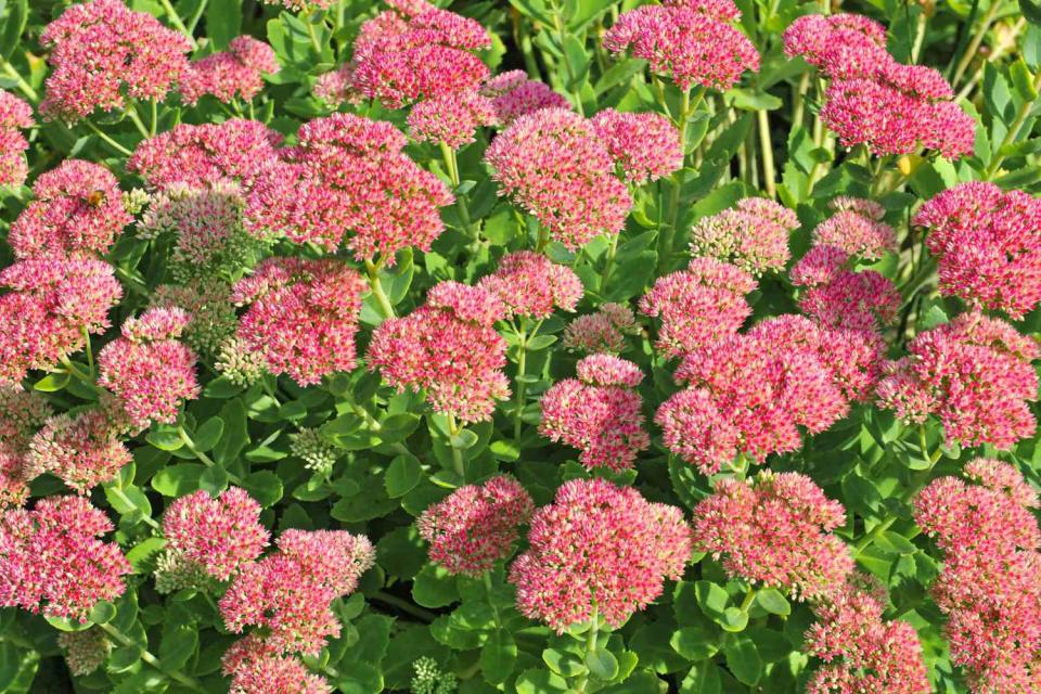 Autumn Joy (Sedum Herbstfreude)