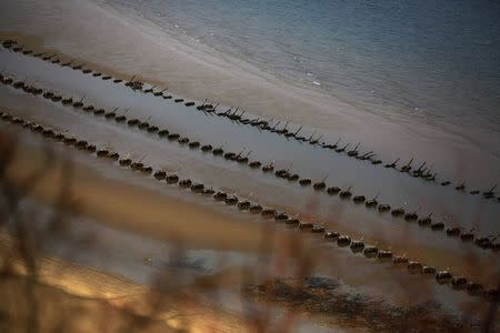 Anti-landing spikes placed by South Korean military are seen during low tide on the beach on the island of Baengnyeong which lies on the South Korean side of the Northern Limit Line (NLL) in the Yellow Sea in this April 13, 2014 file photograph. REUTERS/Damir Sagolj/Files