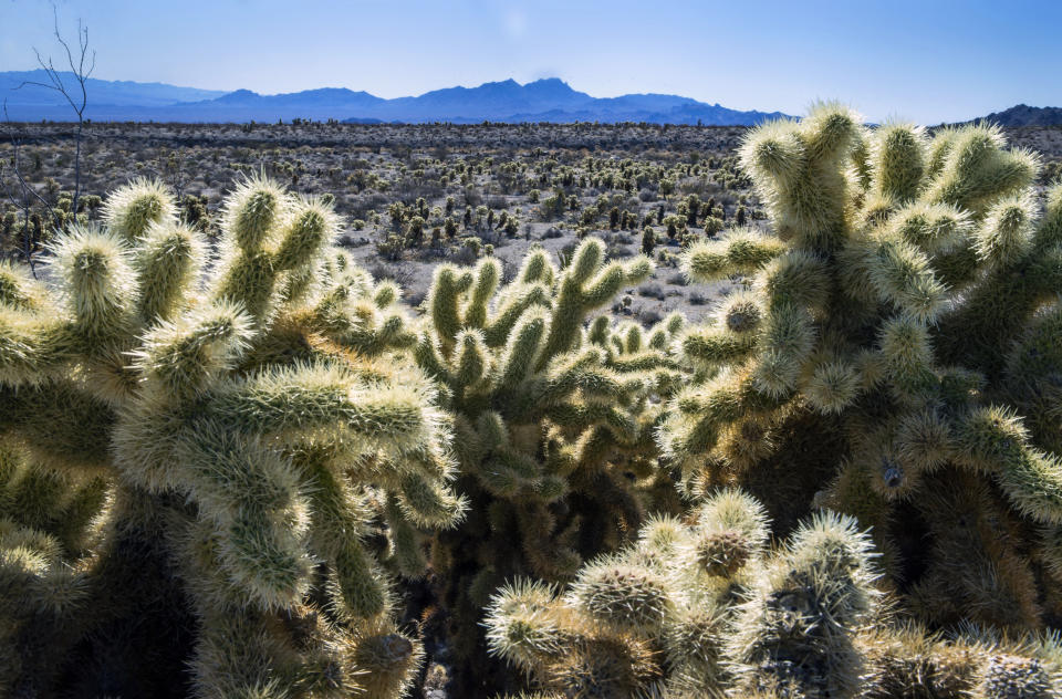 FILE - Teddybear Chollas are seen within the proposed Avi Kwa Ame National Monument on Feb. 12, 2022, near Searchlight, Nev. Biden intends to designate Avi Kwa Ame, a desert mountain in southern Nevada that's considered sacred to Native Americans, as a new national monumen. (L.E. Baskow/Las Vegas Review-Journal via AP, File)