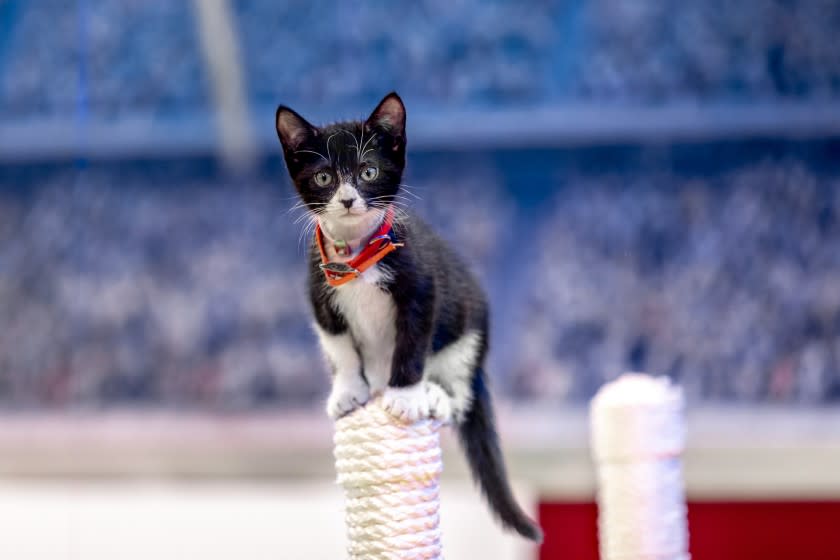 Kitten Bowl VIII