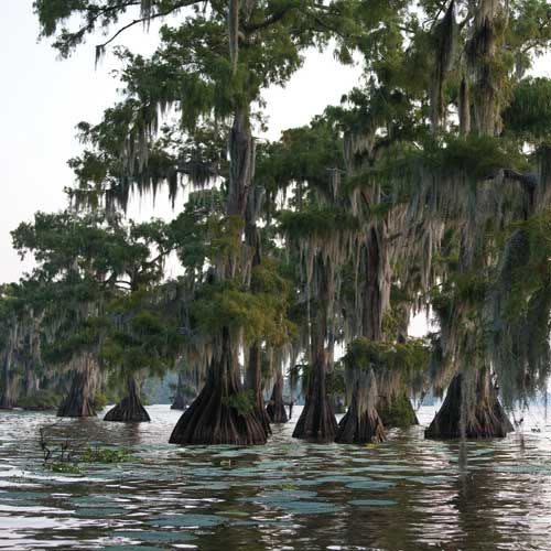 Louisiana Acadianans