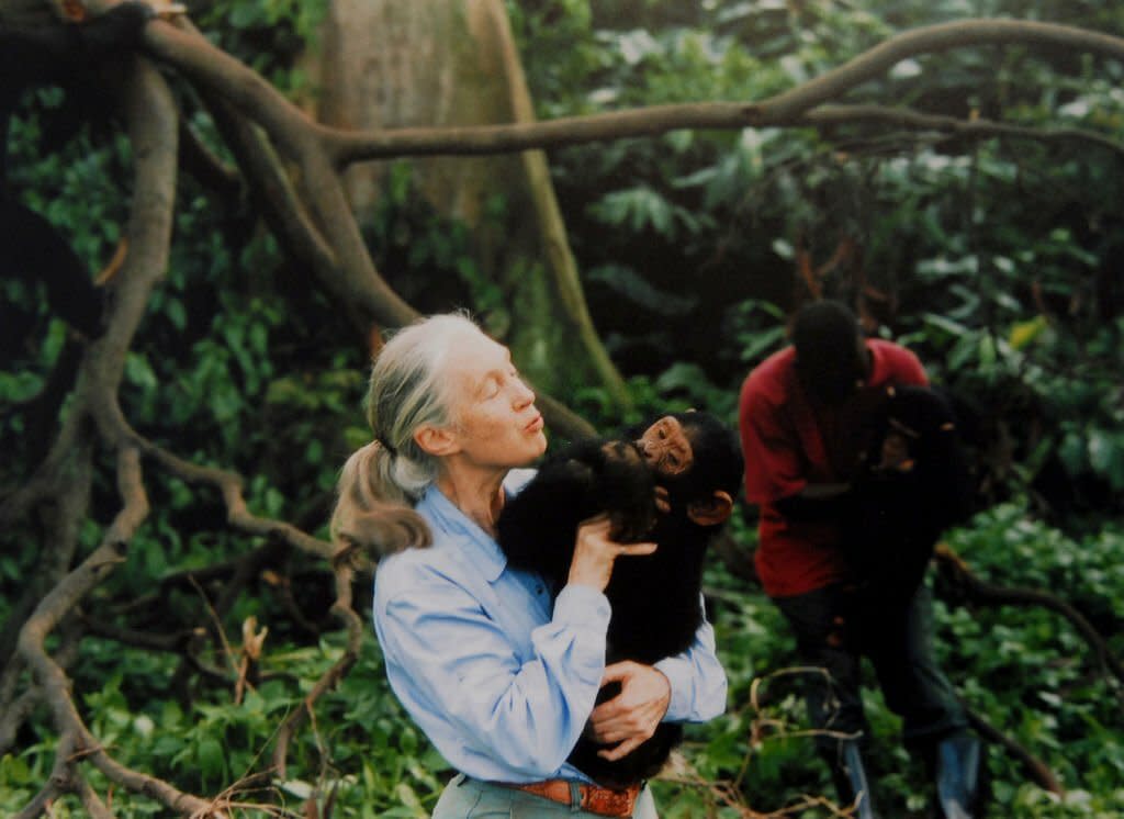 https://www.gettyimages.co.uk/detail/news-photo/jane-goodall-english-primatologist-ethologist-and-news-photo/89865207?adppopup=true