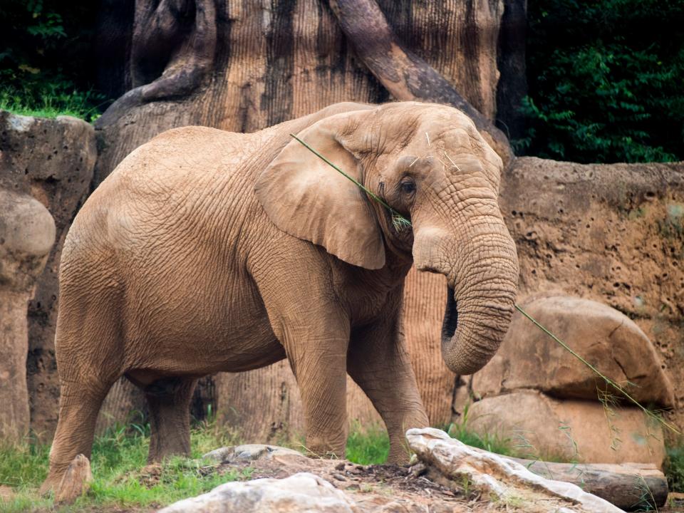Tonka lived at Zoo Knoxville for four decades until his death this week, and was the zoo's last remaining elephant.