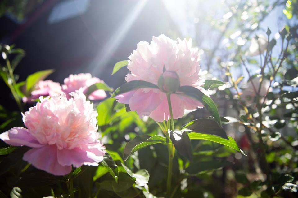 Flowers from a peony plant can be seen in Kim Halyak’s backyard garden in Memphis, Tenn., on May 2, 2023. Halyak’s garden will be featured in the “Experience Memphis Gardens” event that she is the creator of and organizer for. 