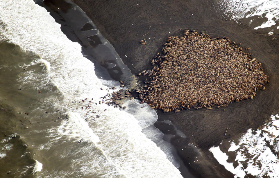 An estimated 35,000 walruses hauled out on a beach near Point Lay, Alaska, in 2014. Scientists say the walruses hauled out on the beach because of the lack of sufficient sea ice, which they would normally use. (Photo: Handout . / Reuters)