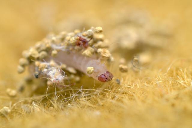 Why has my home been overrun by pantry moths and how do I get rid of them?  An expert explains