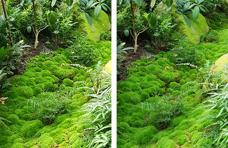 The digitally cropped and enlarged ‘zoom’ image from the Note8 (left) is heavily compressed, here it is next to one I did in Photoshop (right).