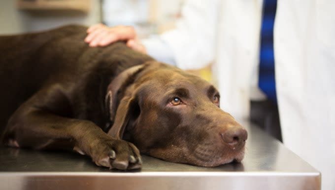 Nerve Disorder Affecting Multiple Nerves in Dogs: Symptoms, Causes, & Treatments