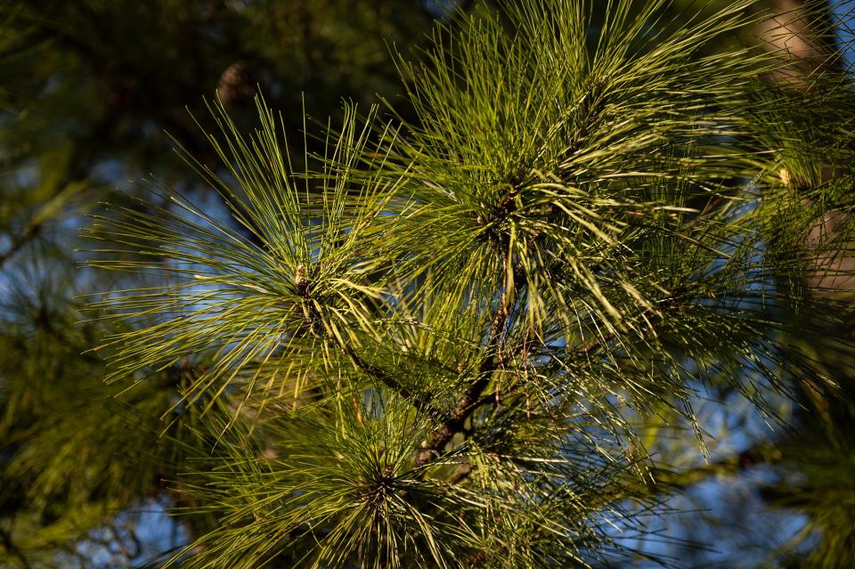 Pine pollen can cause allergic reactions in Jackson, Miss., seen on Tuesday, Mar. 19, 2024.