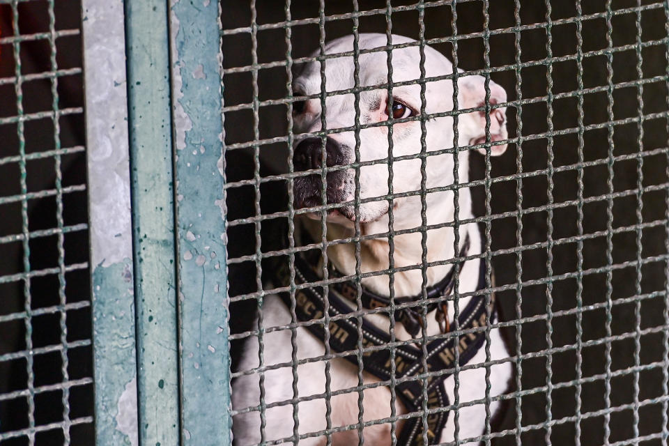 A white dog wearing a harness stands behind a metal cage, looking out with a calm expression