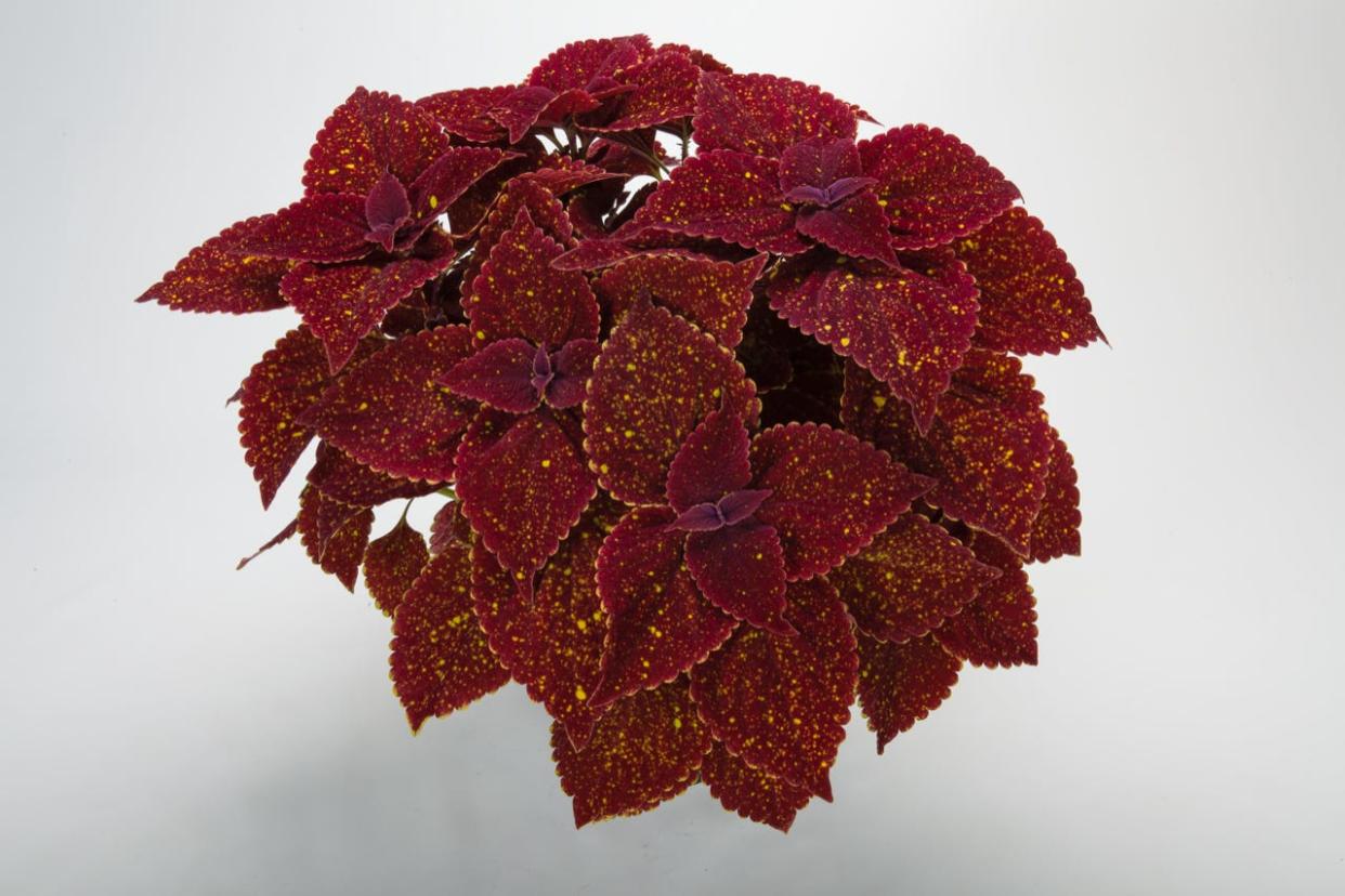 Coleus Talavera Moondust can be grown in the sun or shade and features terra cotta-colored leaves with yellow speckles.