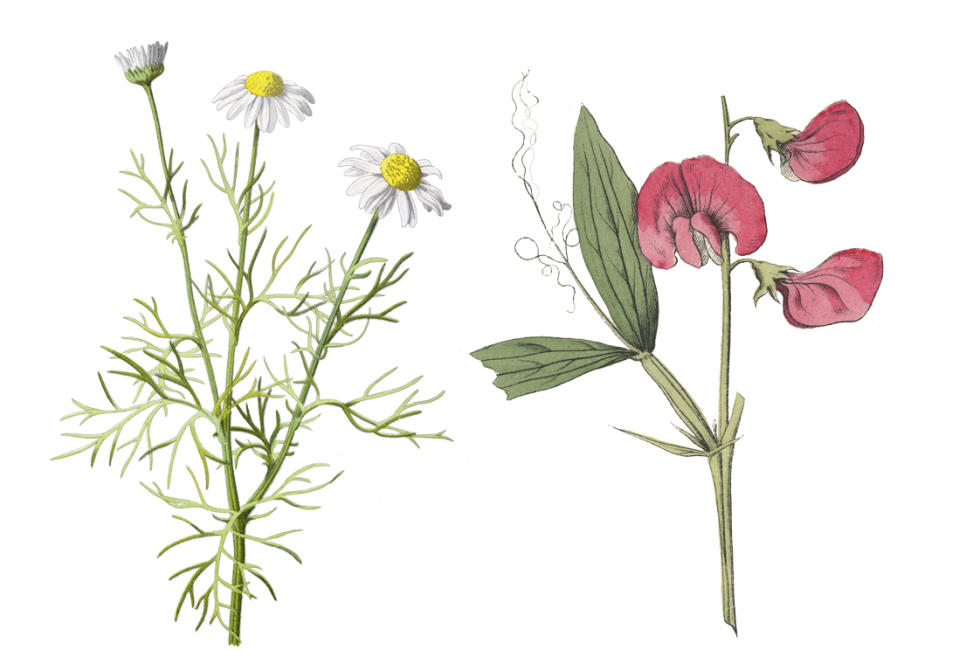Fleur de naissance avril : le pois de senteur et la marguerite