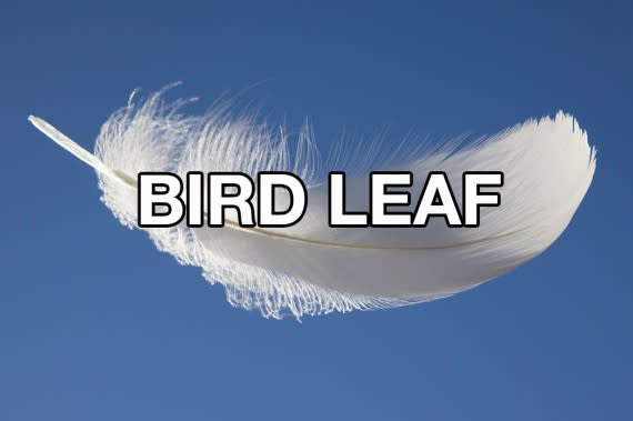 bird leaf