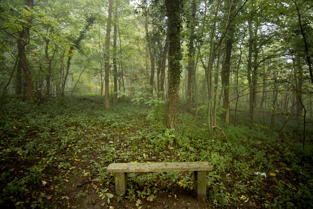 A bench in Brockadale nature reserve on a cold misty Autumn morning.