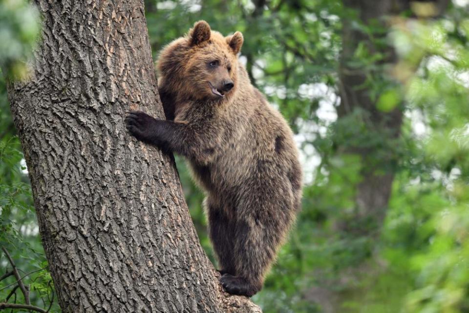 Brown bear in a tree