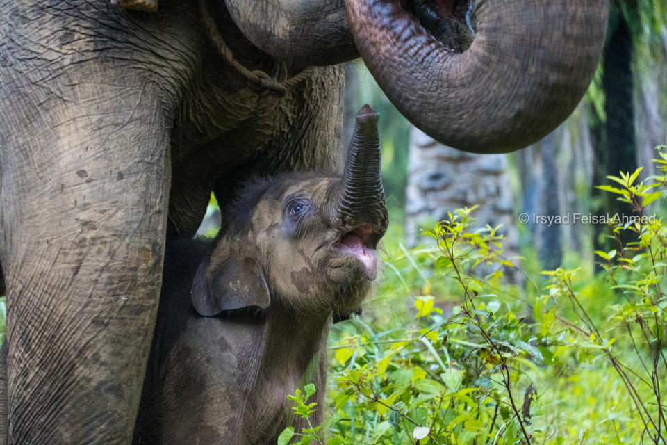 Bebe elefante con su mamá