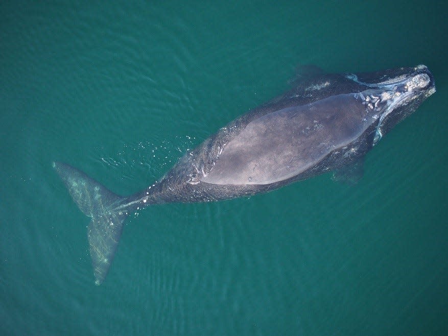 Unnamed right whale catalog #5120 is seen healthy in the Gulf of St. Lawrence in July 2021, when she was a calf. She washed up dead on a Martha's Vineyard beach on Jan. 28, 2024.