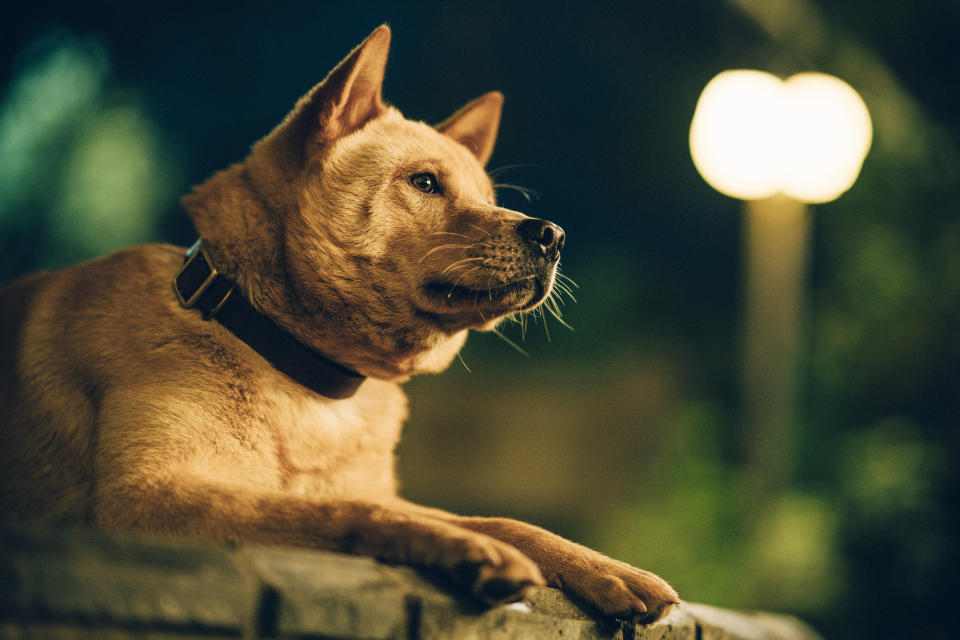 《忠犬八公》劇照