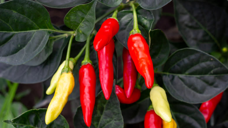 tabasco pepper growing