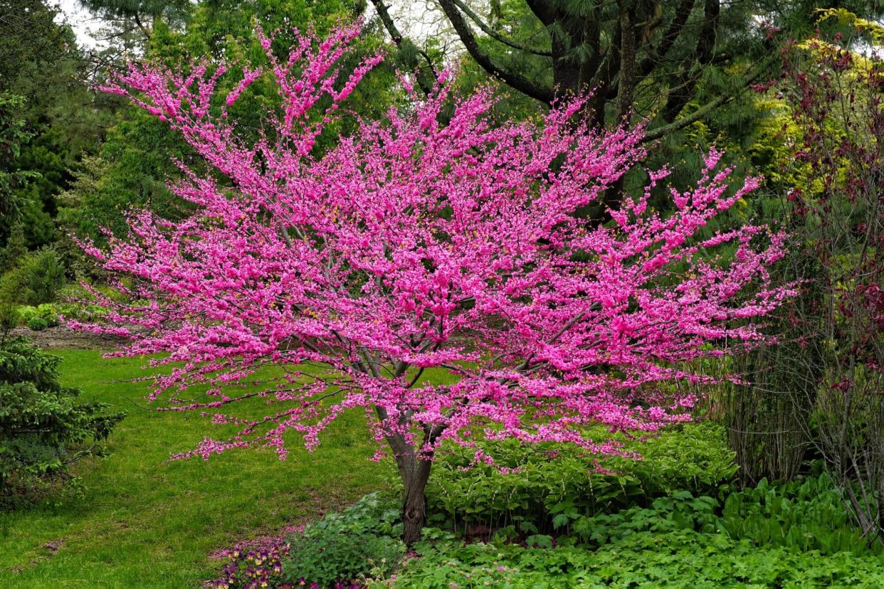 Eastern redbud tree in garden