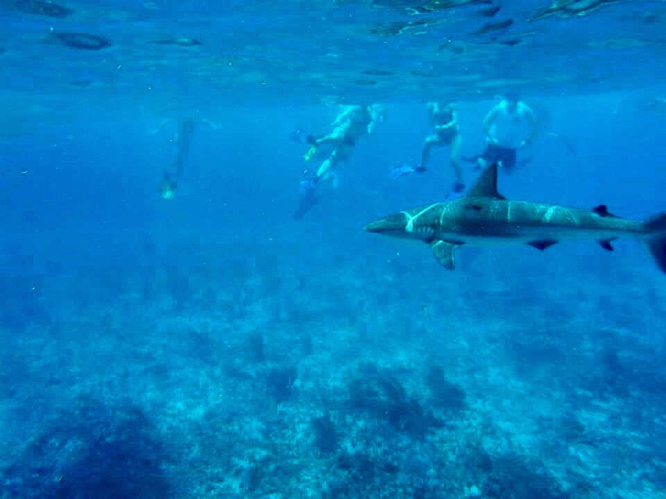 sharks in caribbean