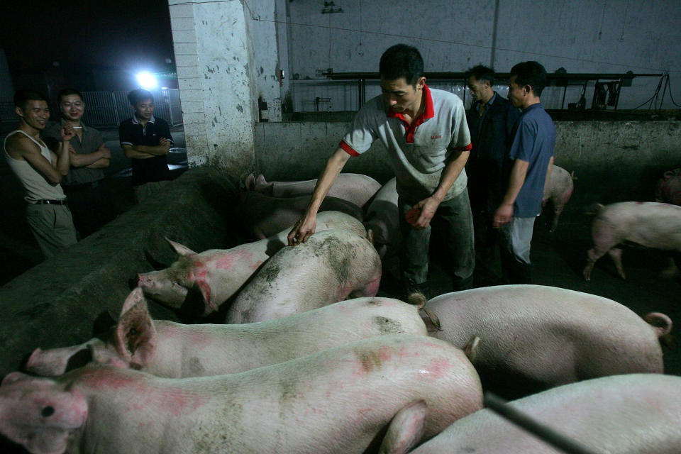 CHENGDU, CHINA - JULY 26: (CHINA OUT) A worker inspects pigs at a slaughterhouse on July 26, 2005 in Chengdu of Sichuan Province, southwest China. According to Sichuan Provincial Health Bureau, the death toll in Sichuan Province's strange disease has risen to 24 with 21 in critical condition. Totally 117 cases are reported in Ziyang and neighboring Neijiang Cities until noon of July 26. The Ministry of Health said on July 25 that the disease was caused by Streptococcus suis, a bacteria carried by pigs. An initial 20 farm workers who handled sick or dead pigs and sheep in Jianyang, Yanjiang Counties of Ziyang, suffered from high fever, nausea, vomiting and haemorrhaging since June 24. Chinese authorities have halted exports of pork products from Ziyang and Neijiang Cities as a precautionary measure. (Photo by China Photos/Getty Images)