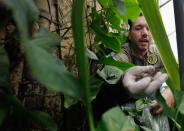 MIAMI, FL - SEPTEMBER 15: Dr. Trevor Smith, Florida Department of Agriculture, picks up a Giant African land snail as he works on eradicating a population of the invasive species in Miami-Dade County on September 15, 2011 in Miami, Florida. The Giant African land snail is one of the most damaging snails in the world because they consume at least 500 different types of plants, can cause structural damage to plaster and stucco, and can carry a parasitic nematode that can lead to meningitis in humans. The snail is one of the largest land snails in the world, growing up to eight inches in length and more than four inches in diameter. (Photo by Joe Raedle/Getty Images)