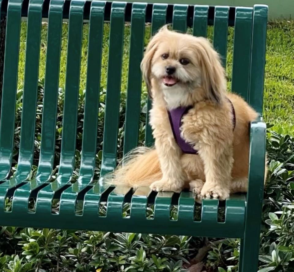 Robin Tobias of Aventura, Florida, said Nationwide won't renew insurance coverage for her 7-year-old dog Ginger, which has a heart murmur.