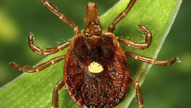 This undated photo provided by the U.S. Centers for Disease Control and Prevention shows a female lone star tick, which despite its Texas-sounding name, is found mainly in the Southeast. At least 100,000 people in the U.S. have become allergic to red meat since 2010 because of a weird syndrome triggered by tick bites, per a new government report.