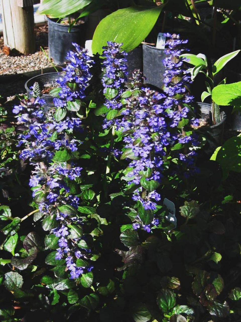 Ajuga “Catlin’s Giant,” the showy carpet bugle, creates a colorful blanket in shady gardens. It has low to medium water needs.