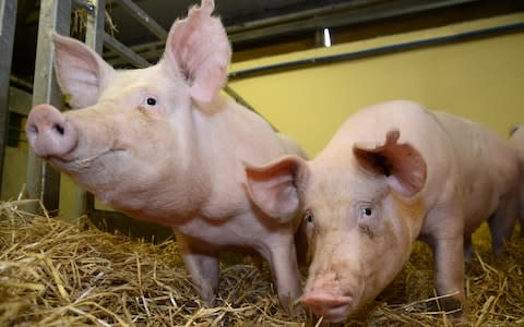 The gene edited pigs were healthy and seemed completely resistant to the disease  - Credit: Norrie Russell 