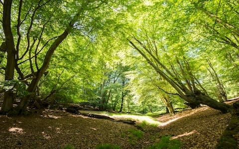 Epping Forest, in the borough of Waltham Forest, is one of London's biggest green spaces - Credit: Getty