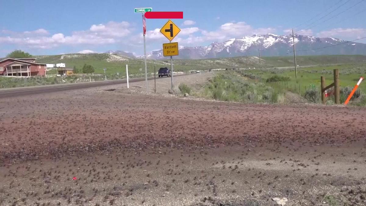 WATCH Nevada confronts invasion of bloodred crickets [Video]