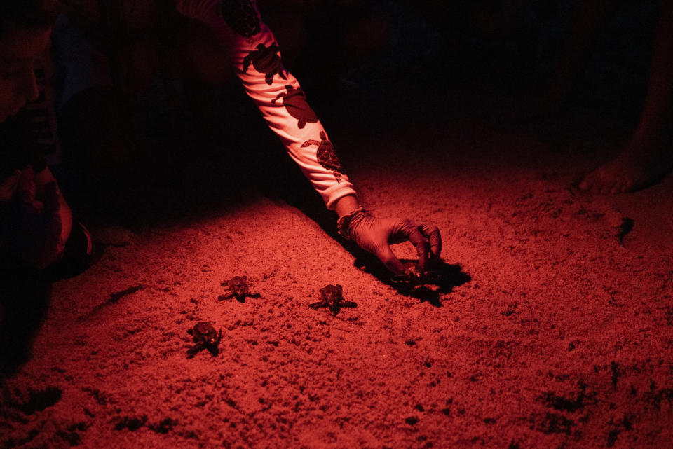 Conservationist Braulio Castillo releases a loggerhead turtle hatchling in La Sabana, Venezuela, last year. (Andrea Hernández Briceño for The Washington Post)