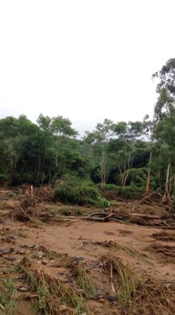 Fallen trees following Cyclone Idai are seen Chipinge, Zimbabwe, March 17, 2019 in this still image taken from social media video. Tony Saywood via REUTERS