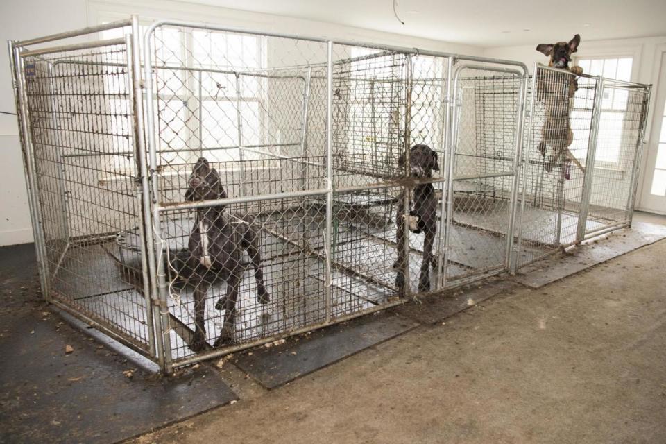 The dogs were seized earlier this year. (Humane Society of the United States)