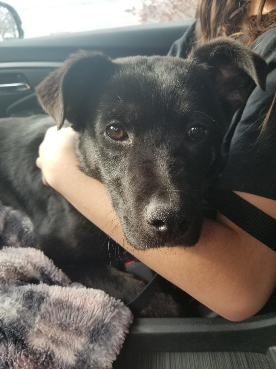 Poppyseed, 4 months old, is available for adoption at the Best Friends Lifesaving Center in Salt Lake City. (Courtesy of Best Friends Animal Society)