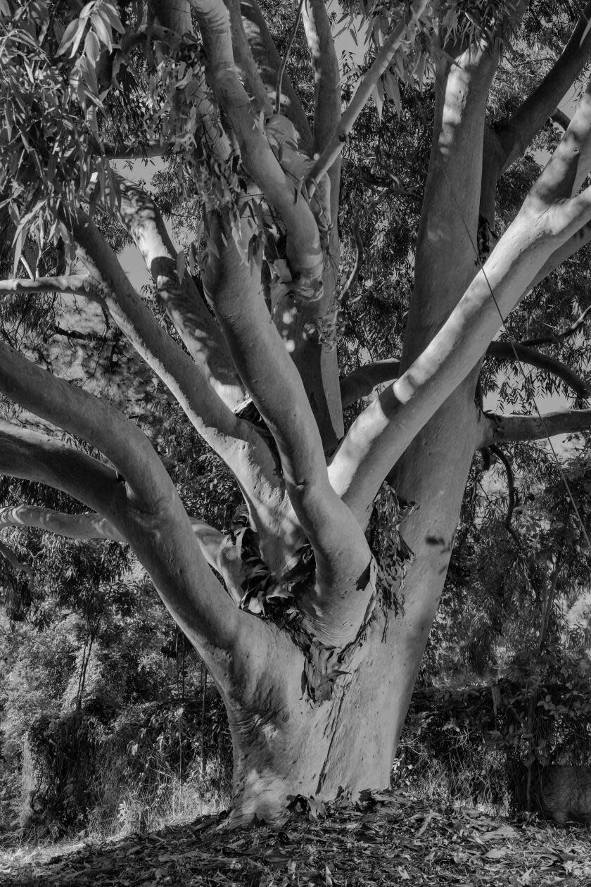 A tree branching from its trunk.