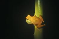 Quepos, Puntarenas Province, Costa Rica. <br><br>An Hourglass Tree Frog clinging to a stem while watching the night. <br><br>Camera: Nikon D5000 <br><br>Tom Spence, UK, age 17 <br><br>Runner-up, Young TPOTY 15-18 ‘Green’