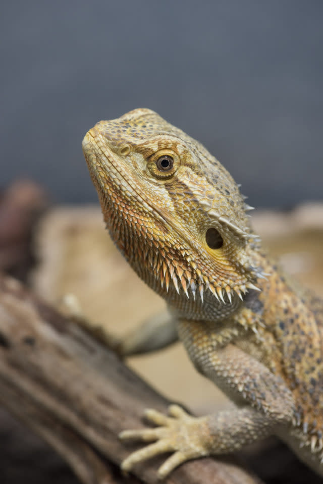 Some 145 bearded dragons were rescued (RSPCA/PA)