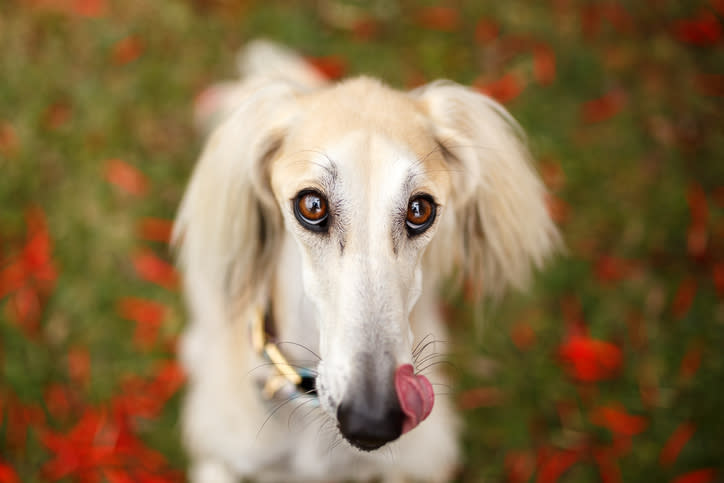 Saluki looking at camera with tongue out