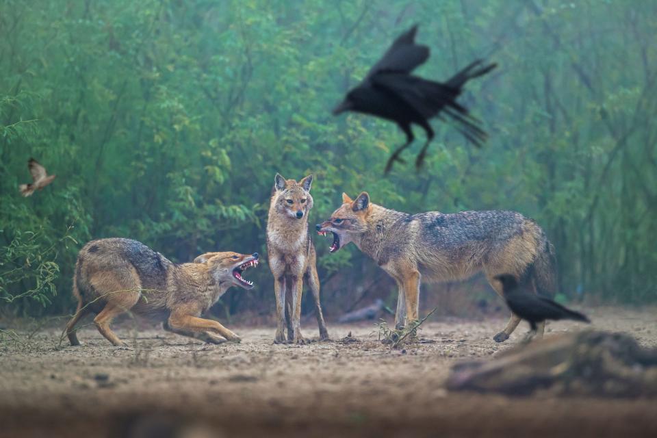 two jackals snarl at each other while a third watches