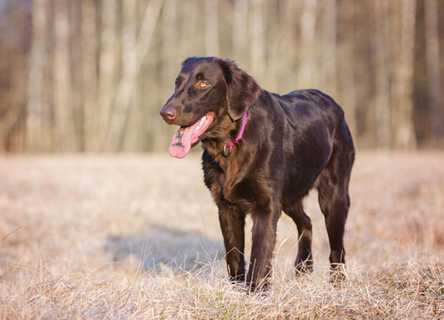 The 25 Smartest Dog Breeds - PureWow